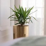 Boutique Luxury 4*